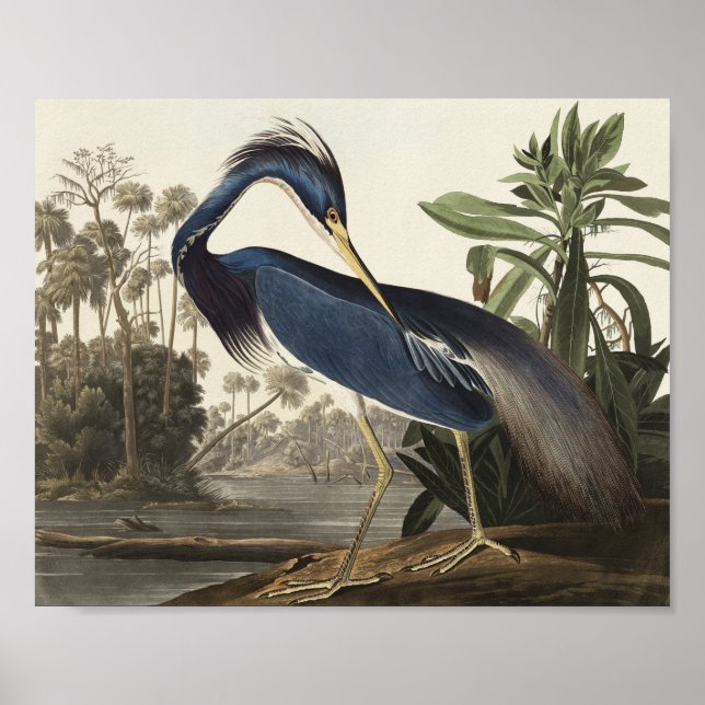 Louisiana Heron from Birds of America Poster (Front)