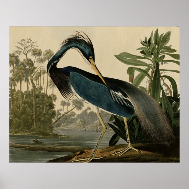 Louisiana Heron Poster (Front)