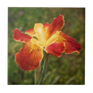 Louisiana Iris "Cajun Sunrise" Ceramic Tile