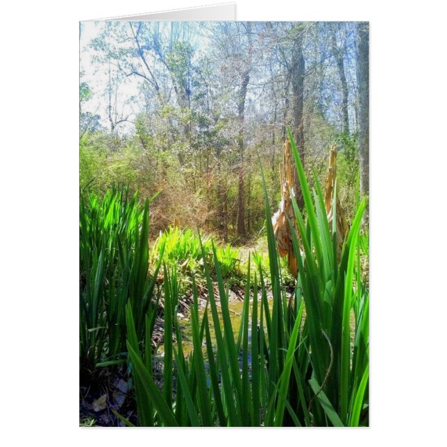Louisiana Iris, Creek Side, (Front)
