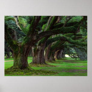 LOUISIANA LIVE OAK TREES POSTER