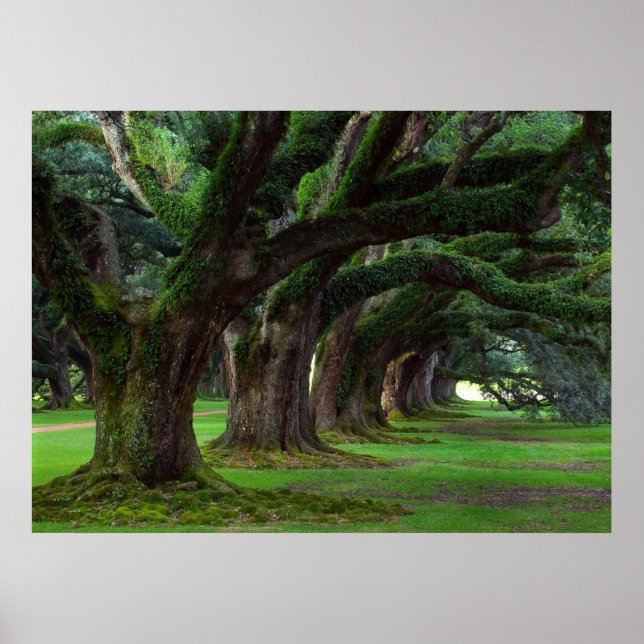 LOUISIANA LIVE OAK TREES POSTER (Front)