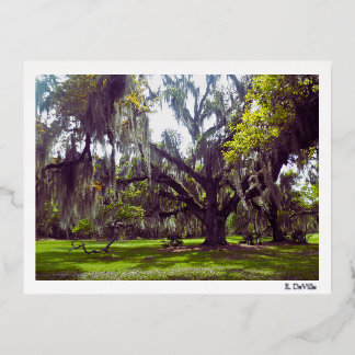 Louisiana Oak Tree Postcard