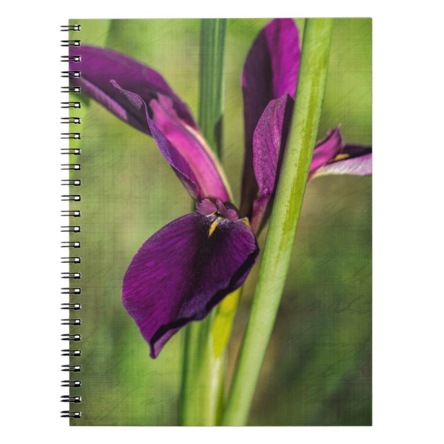 Louisiana Purple Gamecock Iris Notebook (Front)