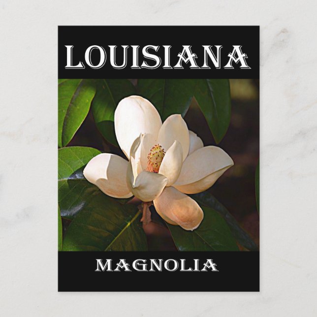 Louisiana Southern Magnolia Postcard (Front)