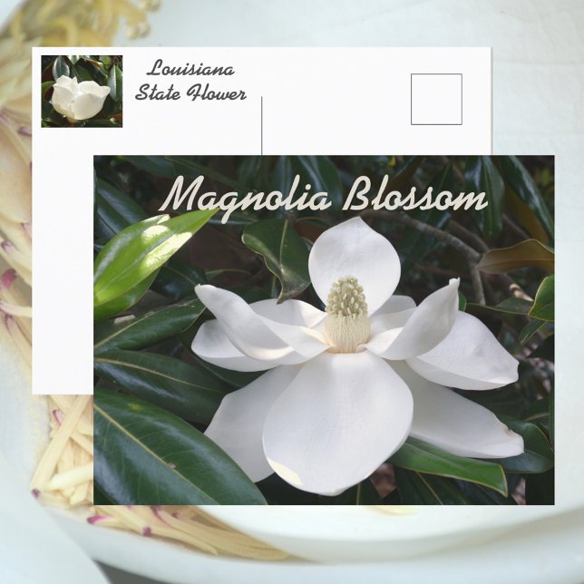 Louisiana State Flower White Magnolia Photographic Postcard (Creator Uploaded)