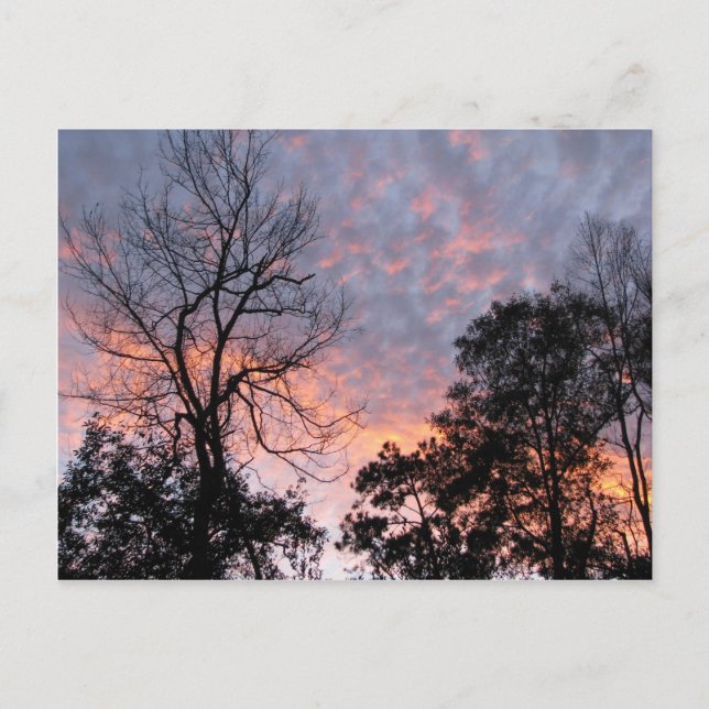 Louisiana Sunset Postcard (Front)