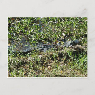 Louisiana Swamp Alligator in Jean Lafitte Close Up Postcard