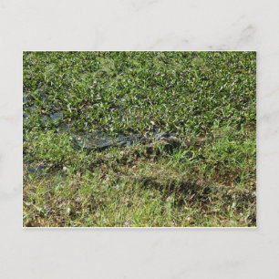 Louisiana Swamp Alligator in Jean Lafitte Postcard