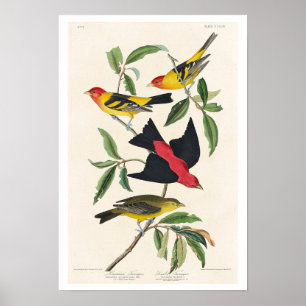 Louisiana Tanager and Scarlet Tanager by Audubon Poster