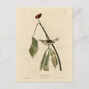 Louisiana Water Thrush, Audubon's Birds of America Postcard