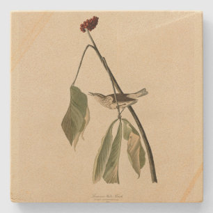 Louisiana Water Thrush, Audubon's Birds of America Stone Coaster