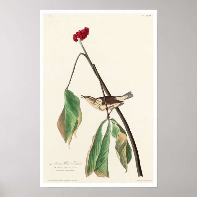 Louisiana Water Thrush by Audubon Poster (Front)
