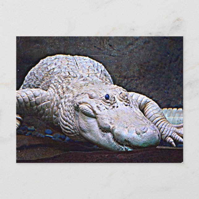 Louisiana White Alligator Postcard (Front)
