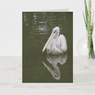 "louisiana white pelican" greeting card