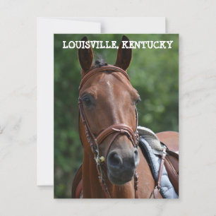 LOUISVILLE KENTUCKY RACE HORSE Postcard