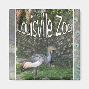 LOUISVILLE ZOO ANIMAL LINEUP CRANE, PEACOCK MAGNET