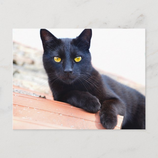 lounging around postcard (Front)