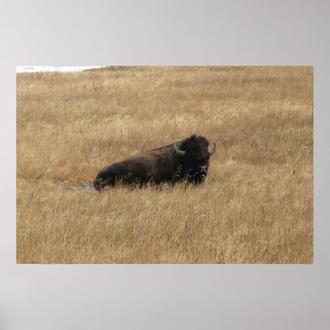 Lounging Buffalo Poster (Front)