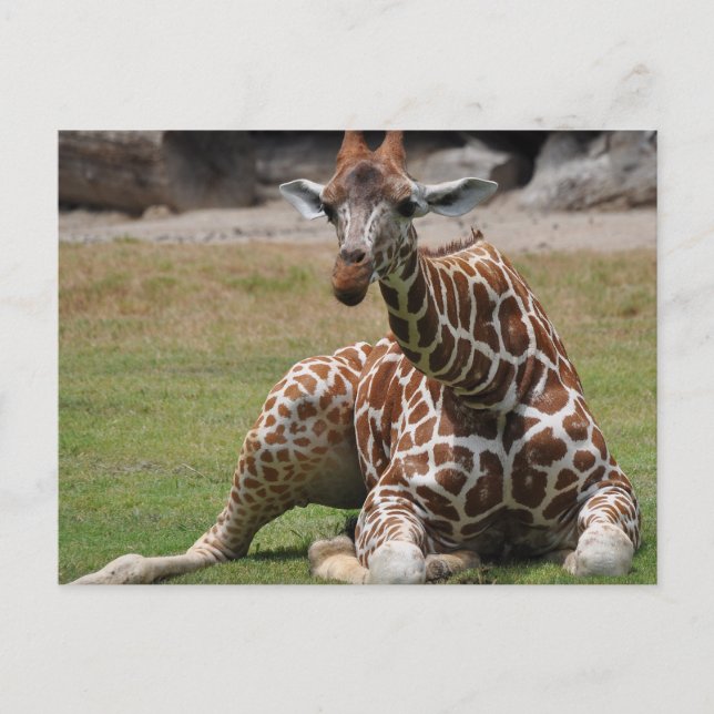 Lounging Giraffe Postcard (Front)