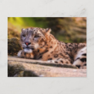Lounging Leopard Postcard