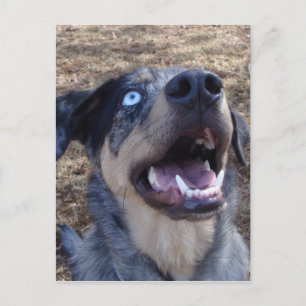 Lousiana Catahoula Leopard Dog Postcard