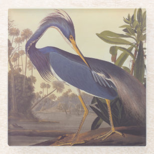 Lousiana Heron in Grey, Green, and Blue by Audubon Glass Coaster