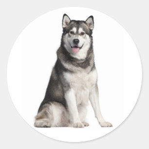 Love Alaskan Malamute Grey and Black Puppy Dog Classic Round Sticker