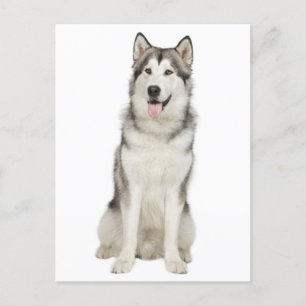 Love Alaskan Malamute Puppy Dog Postcard
