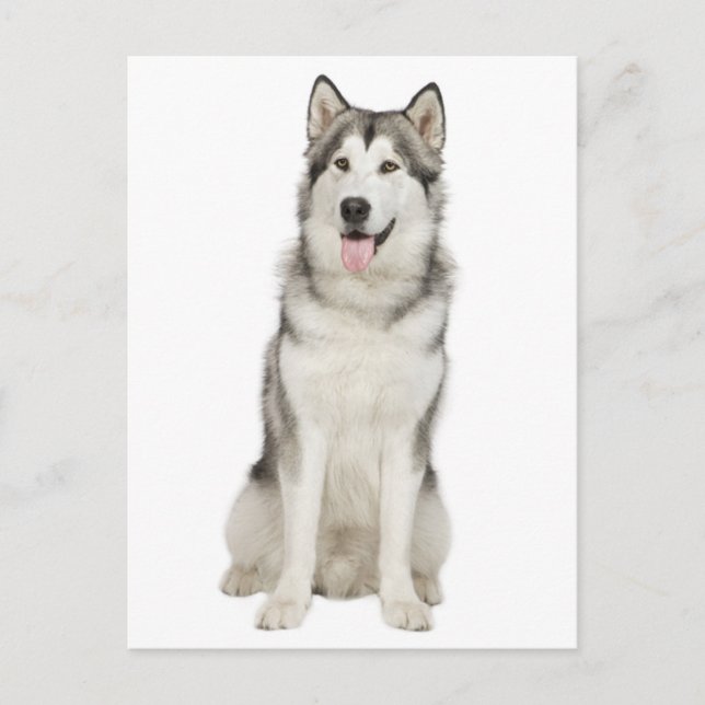 Love Alaskan Malamute Puppy Dog Postcard (Front)