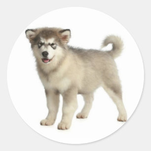 Love Alaskan Malamute Puppy Dog Sticker / Seal