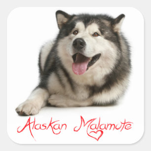 Love Alaskan Malamute Puppy Dog Sticker / Seal