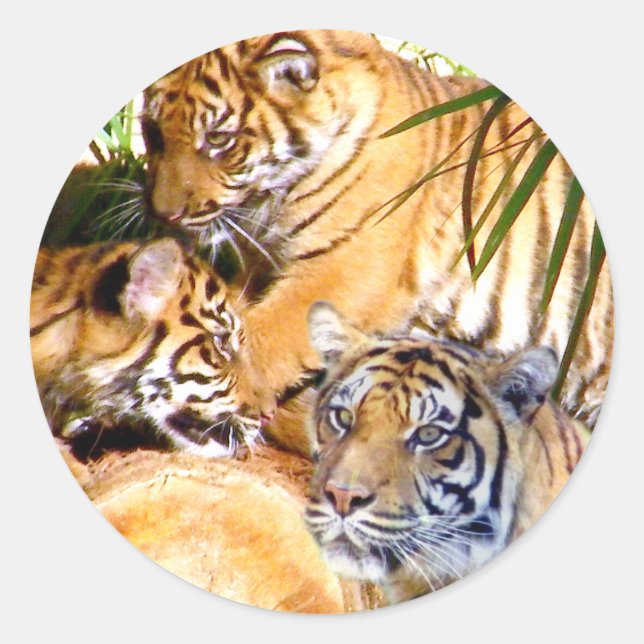  Love Always,Tigers_ Classic Round Sticker (Front)