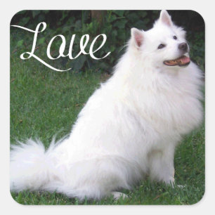 Love American Eskimo Puppy Dog Sticker / Label