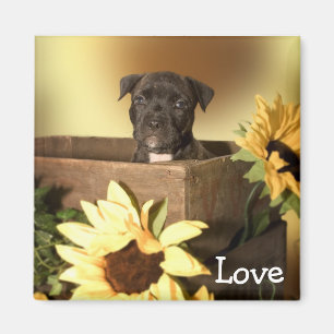 Love American Staffordshire Terrier Fridge Magnet