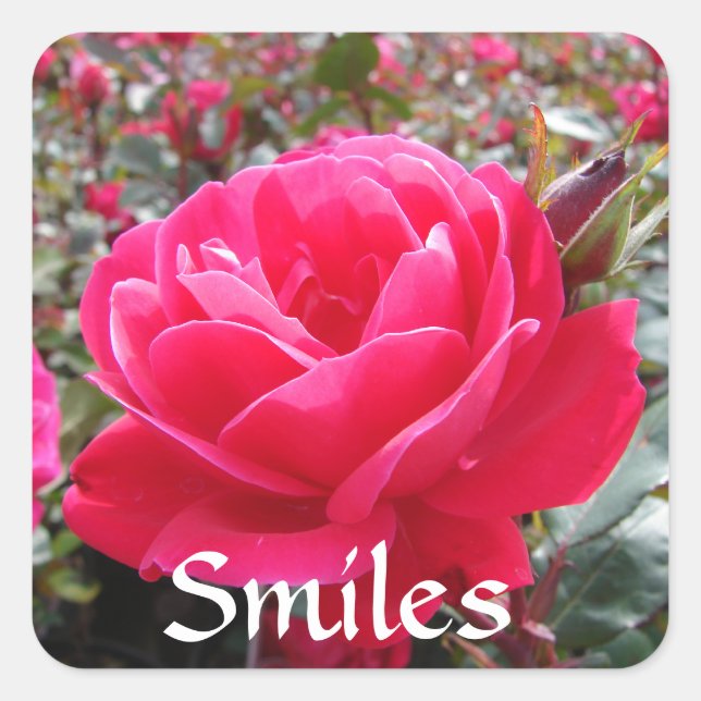 Love and Romance Smiles Pink  Rose Love Stickers (Front)