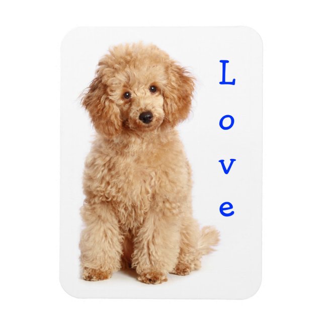 Love Apricot Poodle Toy Puppy Dog Fridge Magnet (Vertical)