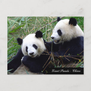 Love & Bamboo - Giant Panda Bears / China Postcard
