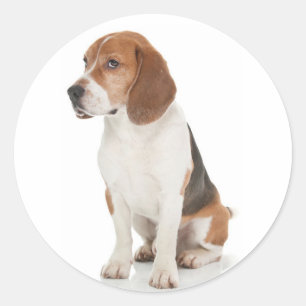 Love Beagle Puppy Dog Sticker / Seal