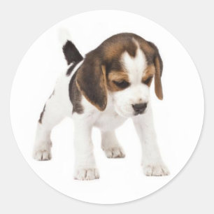 Love Beagle Puppy Dog Sticker / Seal
