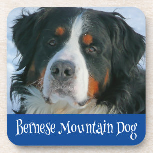 Love Bernese Mountain Dog Pup Drink Coaster