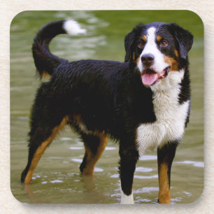 Love Bernese Mountain Dog Puppy Coaster Set