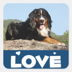 Love Bernese Puppy Dog Sticker / Seal