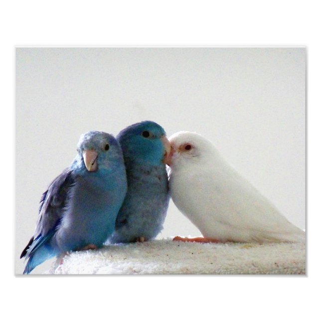 Love Birds Pacific Parrotlet bird friends photo Print (Front)