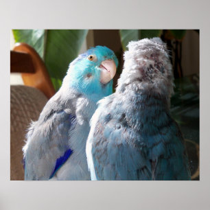 Love Birds - Pacific Parrotlet Birds poster photo