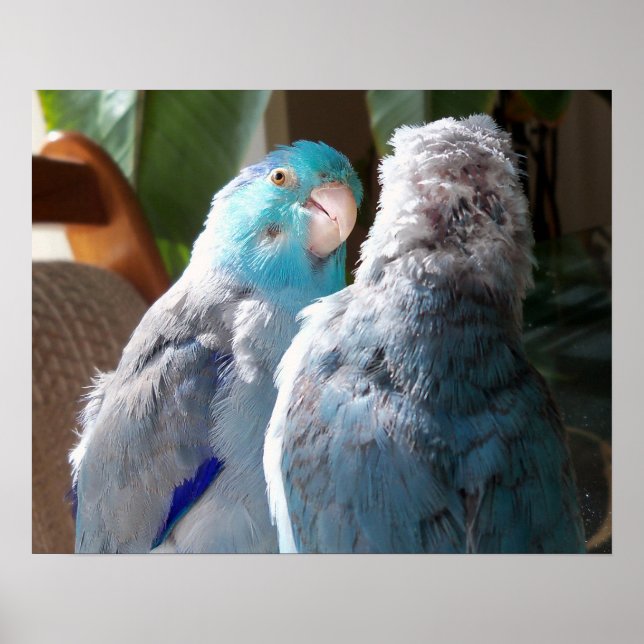 Love Birds - Pacific Parrotlet Birds poster photo (Front)