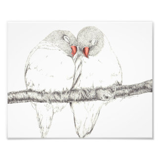 Love Birds Photo Print