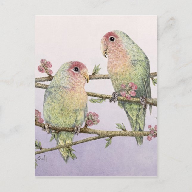Love Birds Postcard (Front)
