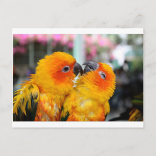 Love Birds Tickle Postcard