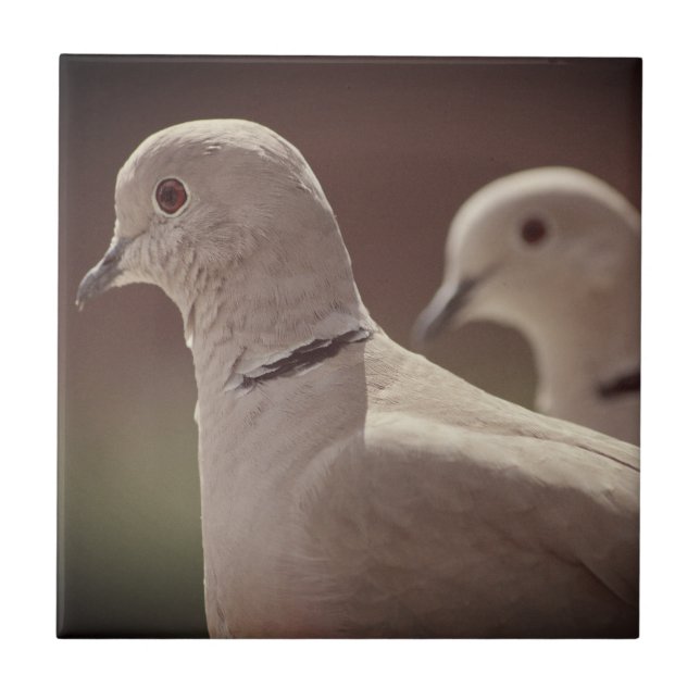 Love Birds Tile (Front)